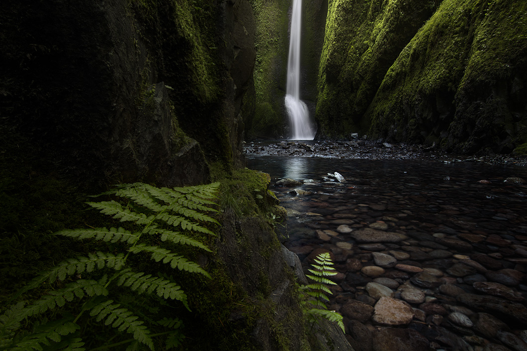 A fine art nature photograph taken in Oneonta Gorge with ferns and a waterfall by Bryce Mironuck
