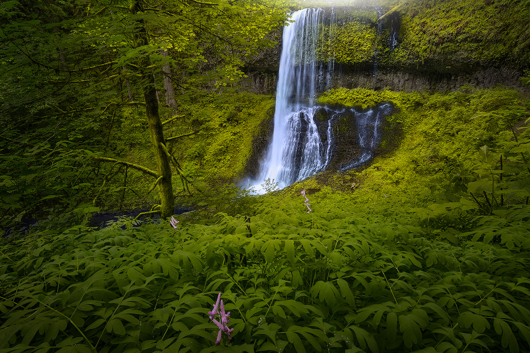 A fine art nature photograph taken of a waterfall in a rainforest in Silver Falls State Park, Oregon by Bryce Mironuck