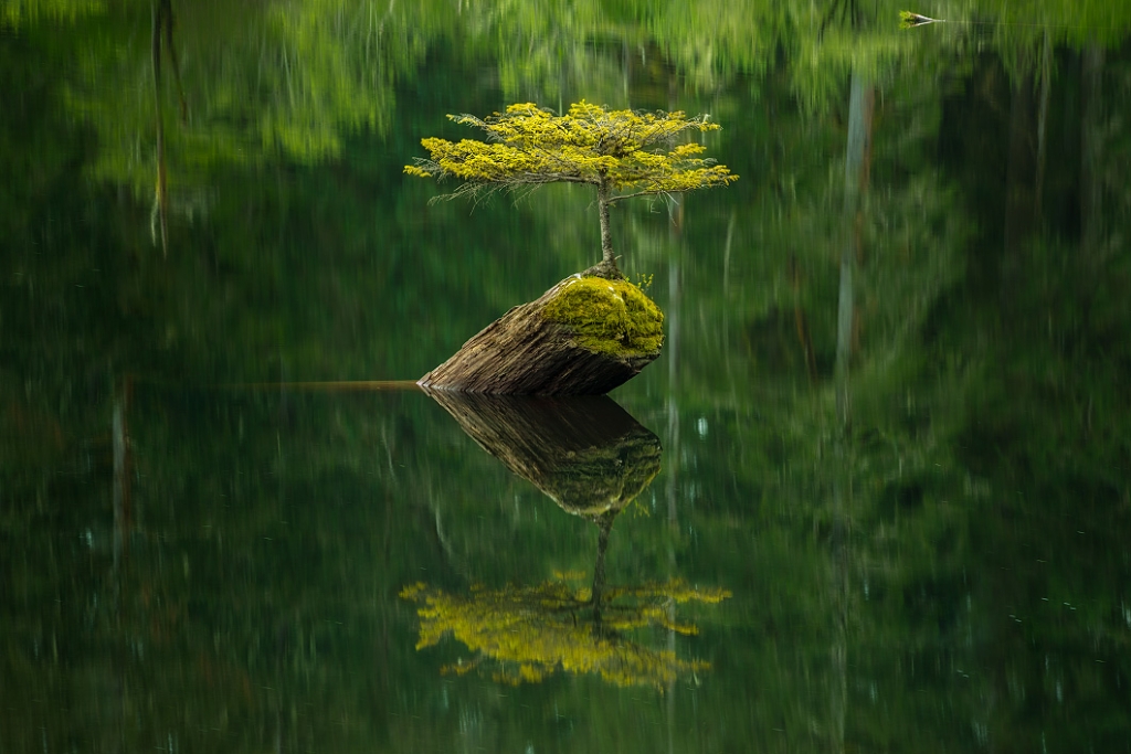 A fine art nature photograph of a bonsai tree growing from a dead tree submersed in a lake with reflections on Vancouver Island by Bryce Mironuck