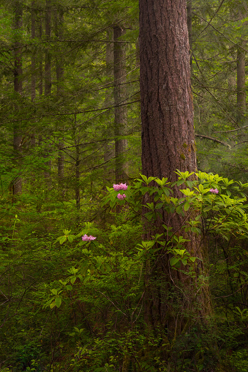A fine art nature photograph of Rhododendrons growing around a tree in a Washington rainforest by Bryce Mironuck