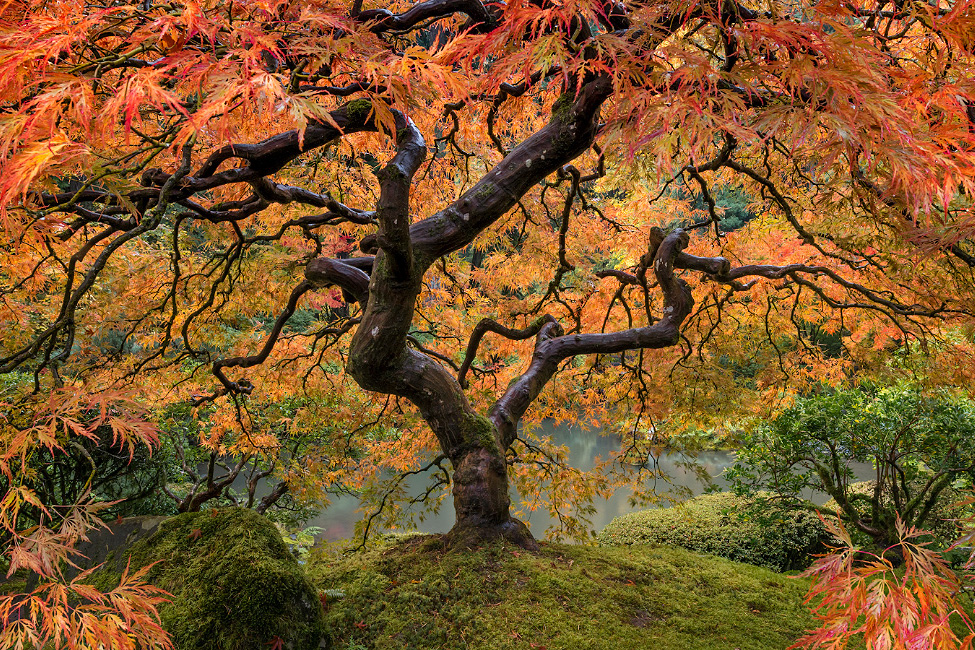 Fall's Splendor - Similar to Peter Lik's tree of life print