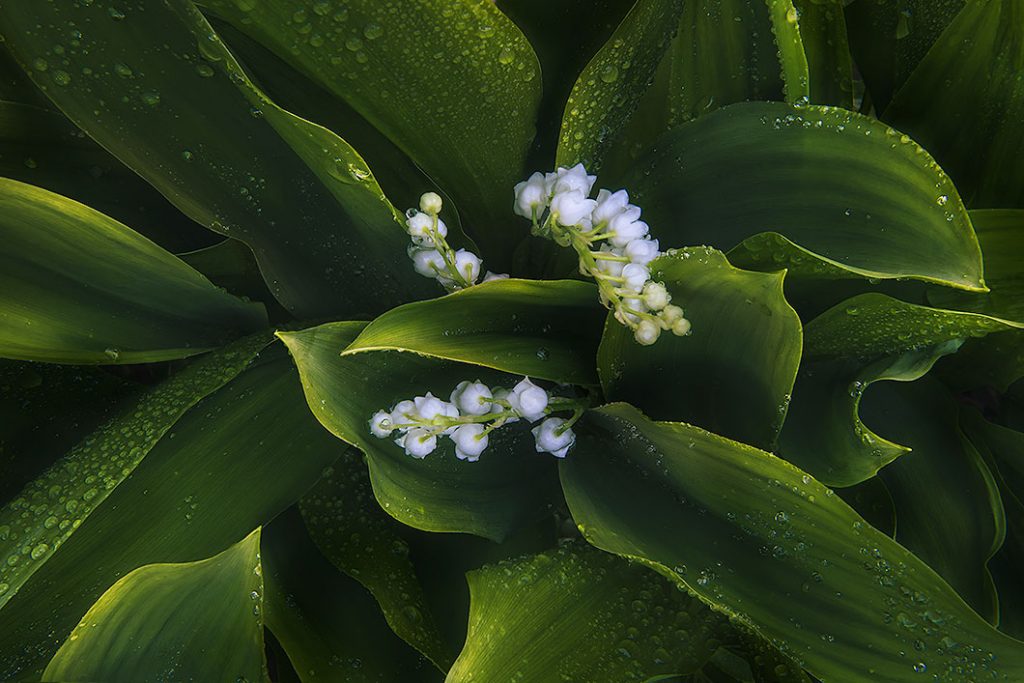 A fine art photograph of a plant known as the Lily of the Valley. A nature photography print by Bryce Mironuck