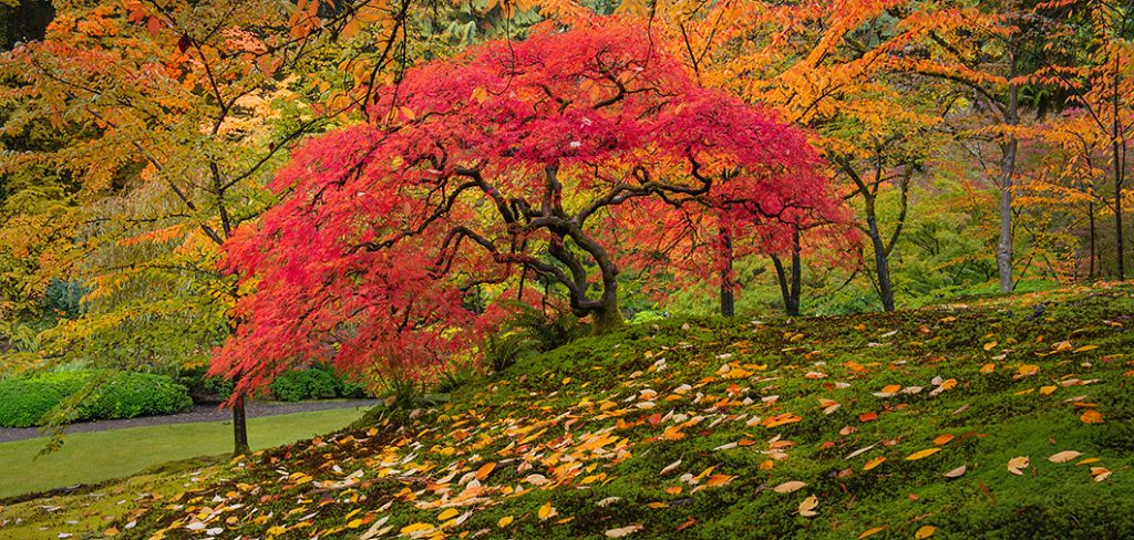 A fine art photograph of a Japanese maple tree in the Portland Oregon garden - Similar to the work of Peter Lik