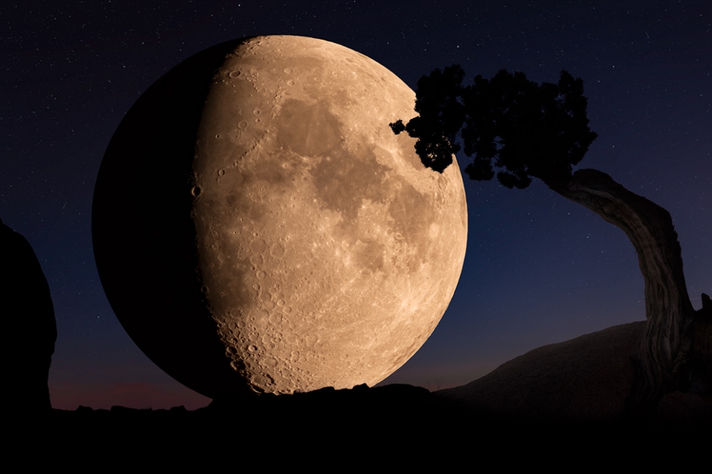 The moon rising in the silhouette of a tree. A nature photography print by Bryce Mironuck