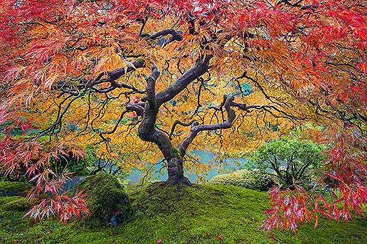 A nature photography print of the japanese maple tree in the portland japanese garden in Oregon during fall. A similar alternative to a Peter Lik image