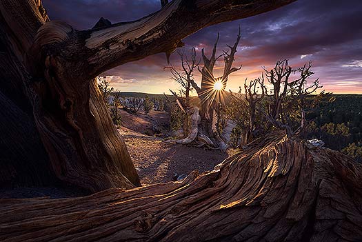 A nature photography print taken at sunset in a forest of bristlecone pine trees. A similar alternative to a Peter Lik image