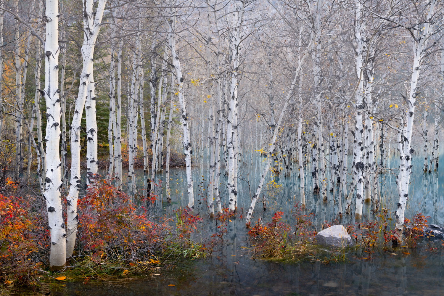 "Aspens of Abraham Lake" a photography print by Bryce Mironuck