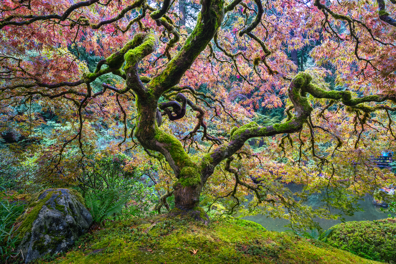 The Portland Garden Tree